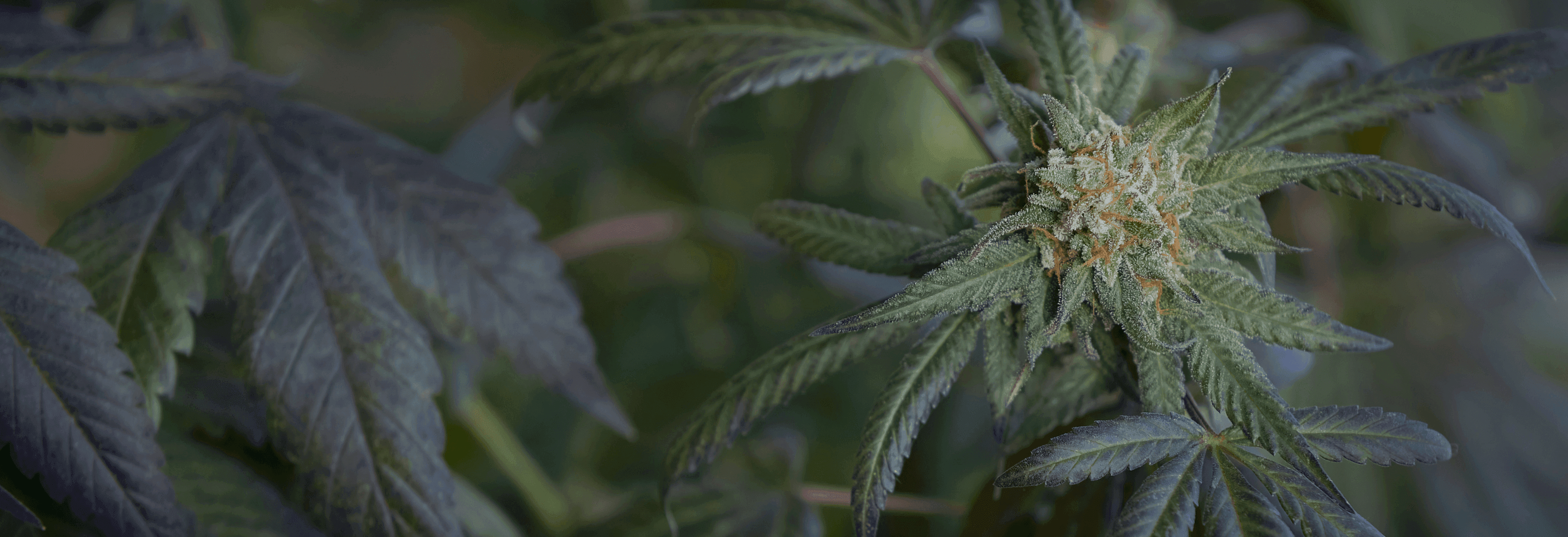 grüne Cannabis Pflanze 